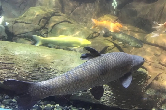 青魚(yú)養(yǎng)殖為什么減少及青魚(yú)自配飼料配方