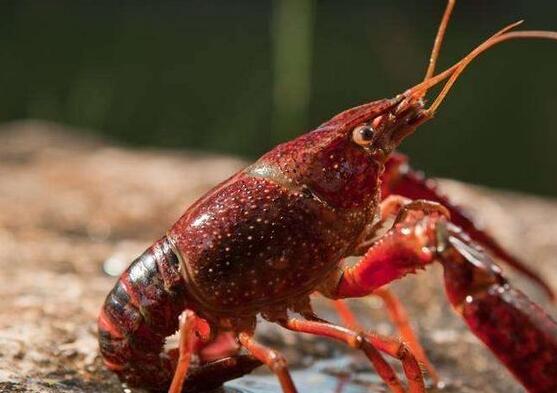 湖北魚飼料廠家